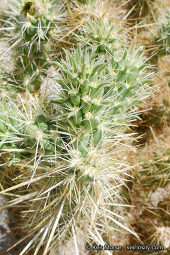 Image de Cylindropuntia ganderi (C. B. Wolf) Rebman & Pinkava