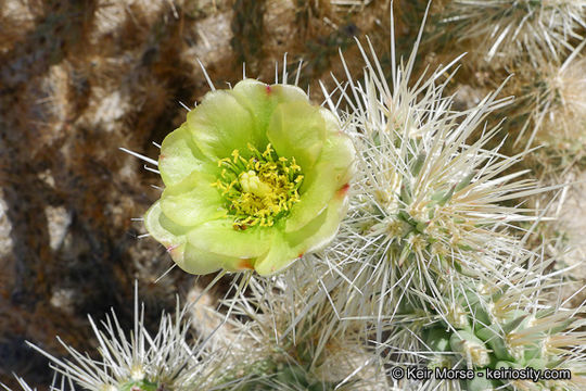 Image de Cylindropuntia ganderi (C. B. Wolf) Rebman & Pinkava