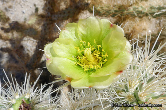 Image de Cylindropuntia ganderi (C. B. Wolf) Rebman & Pinkava