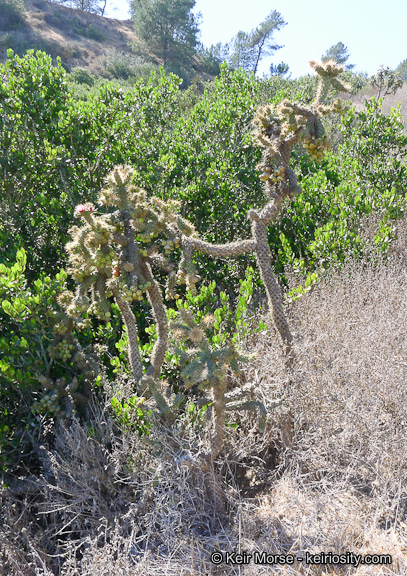 Image de Cylindropuntia prolifera (Engelm.) F. M. Knuth