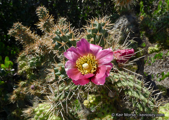 Image of coastal cholla