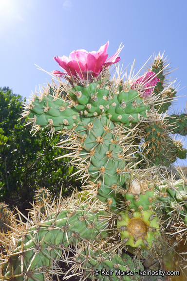 Image of coastal cholla