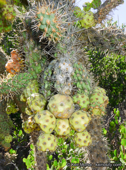 Image of coastal cholla