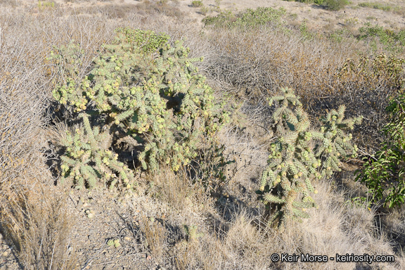 Image of coastal cholla