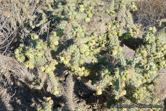 Image of coastal cholla