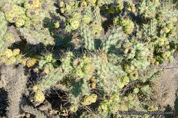 Image of coastal cholla