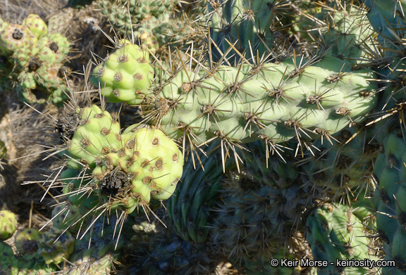 Image of coastal cholla