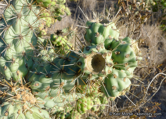 Image of coastal cholla