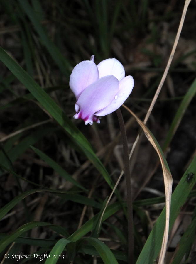 Image of baby cyclamen