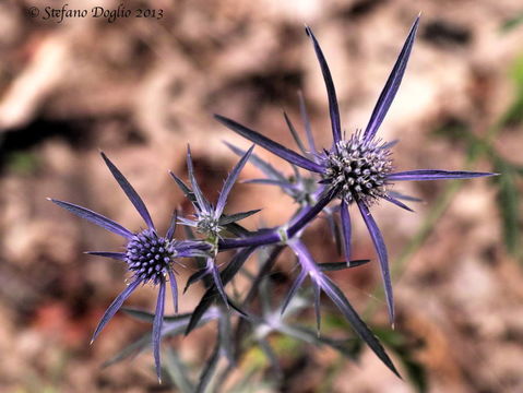 Image of amethyst eryngo