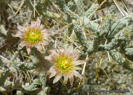 Imagem de Cylindropuntia ramosissima (Engelm.) F. M. Knuth