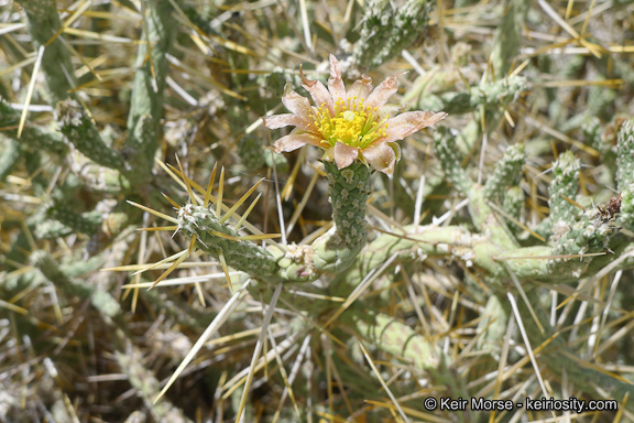 Imagem de Cylindropuntia ramosissima (Engelm.) F. M. Knuth