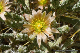 Imagem de Cylindropuntia ramosissima (Engelm.) F. M. Knuth