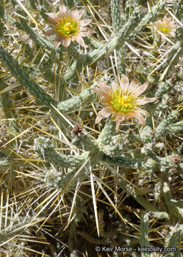 Imagem de Cylindropuntia ramosissima (Engelm.) F. M. Knuth