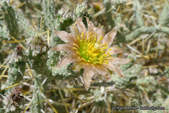 Imagem de Cylindropuntia ramosissima (Engelm.) F. M. Knuth