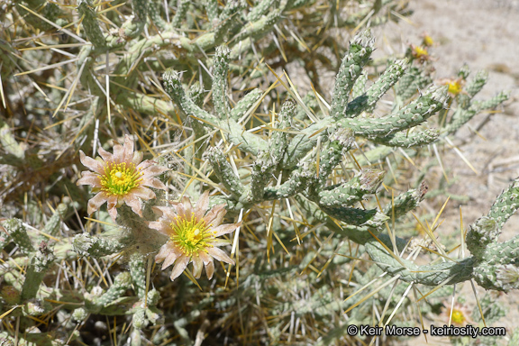 Imagem de Cylindropuntia ramosissima (Engelm.) F. M. Knuth