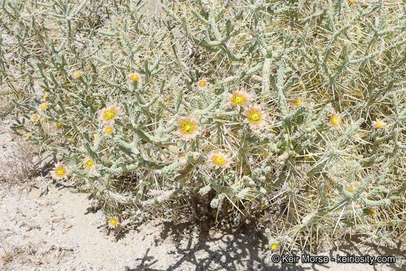 Imagem de Cylindropuntia ramosissima (Engelm.) F. M. Knuth