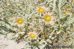 Imagem de Cylindropuntia ramosissima (Engelm.) F. M. Knuth