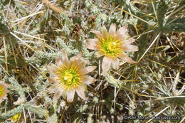 Imagem de Cylindropuntia ramosissima (Engelm.) F. M. Knuth