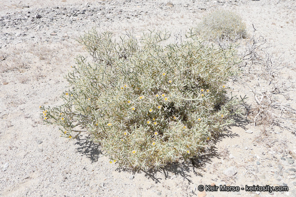 Imagem de Cylindropuntia ramosissima (Engelm.) F. M. Knuth