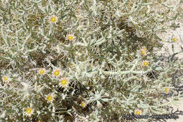 Imagem de Cylindropuntia ramosissima (Engelm.) F. M. Knuth