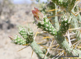 Imagem de Cylindropuntia ramosissima (Engelm.) F. M. Knuth