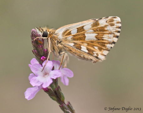 Image of oberthürs grizzled skipper