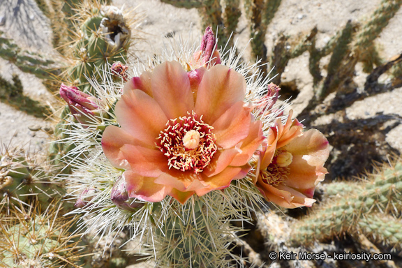 Image of Wolf's opuntia