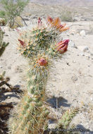 Image of Wolf's opuntia