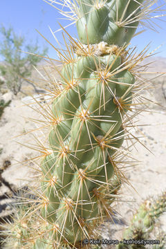 Image de Cylindropuntia wolfii (L. D. Benson) M. A. Baker