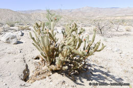 Image de Cylindropuntia wolfii (L. D. Benson) M. A. Baker