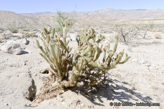 Image of Wolf's opuntia