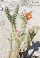 Image de Cylindropuntia wolfii (L. D. Benson) M. A. Baker