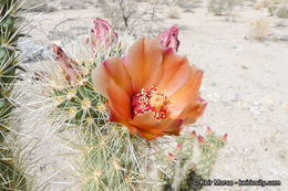 Image de Cylindropuntia wolfii (L. D. Benson) M. A. Baker