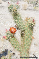 Image of Wolf's opuntia