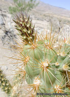 Image of Wolf's opuntia