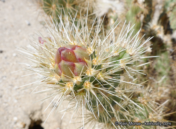 Image de Cylindropuntia wolfii (L. D. Benson) M. A. Baker