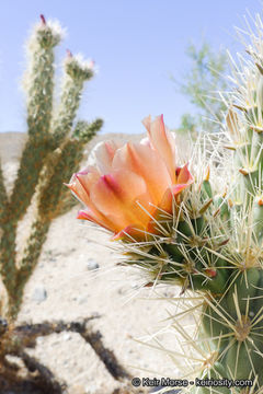 Image of Wolf's opuntia