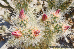 Image of Wolf's opuntia