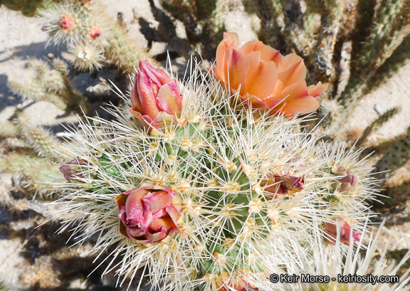 Image of Wolf's opuntia