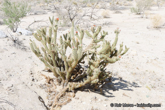 Image of Wolf's opuntia