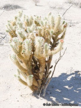 Image de Cylindropuntia wolfii (L. D. Benson) M. A. Baker