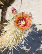 Image of Wolf's opuntia