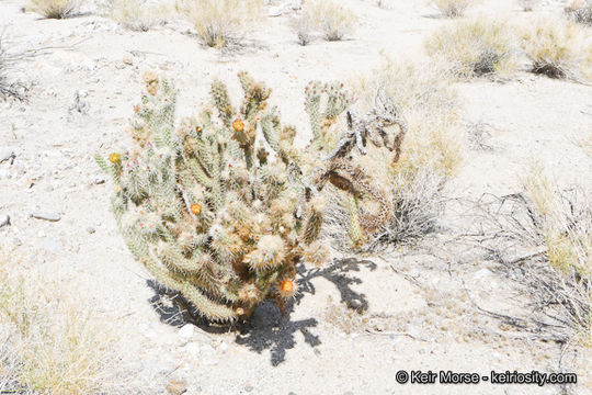 Image de Cylindropuntia wolfii (L. D. Benson) M. A. Baker