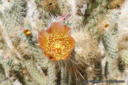 Image de Cylindropuntia wolfii (L. D. Benson) M. A. Baker