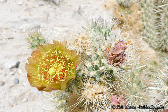 Image of Wolf's opuntia