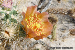 Image de Cylindropuntia wolfii (L. D. Benson) M. A. Baker