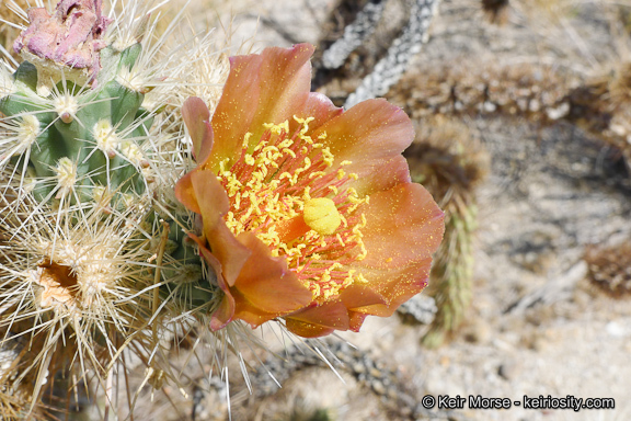Image of Wolf's opuntia