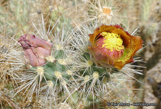 Image de Cylindropuntia wolfii (L. D. Benson) M. A. Baker