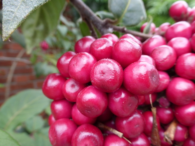 صورة Cestrum fasciculatum (Schltdl.) Miers